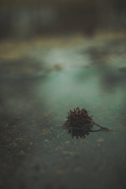 A plant part in a puddle after heavy rain
