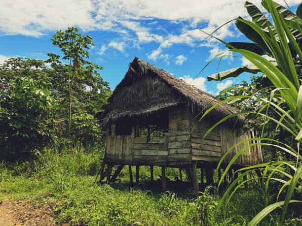istock Life in the Jungle 949675686