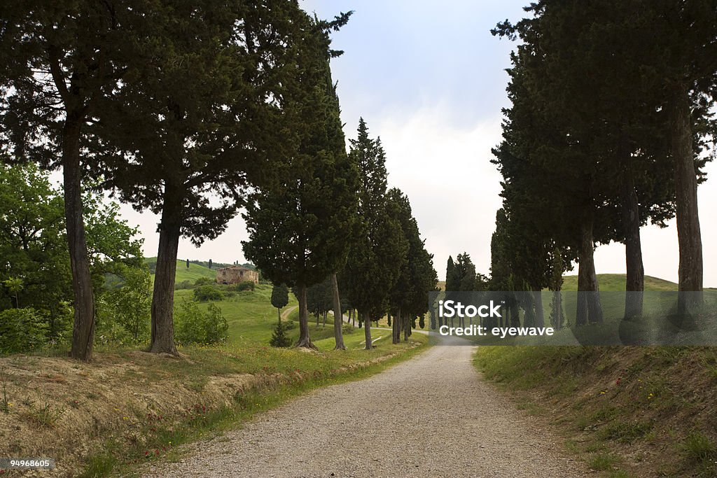 cypress Переулок в Тоскане - Стоковые фото Без людей роялти-фри