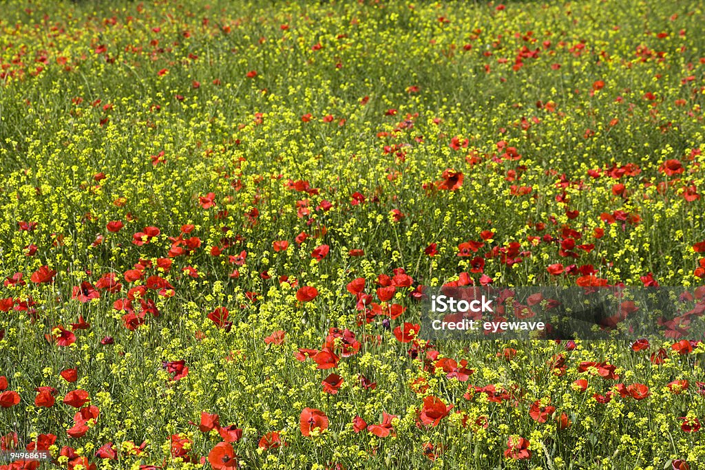 Printemps Prairie - Photo de Arbre en fleurs libre de droits