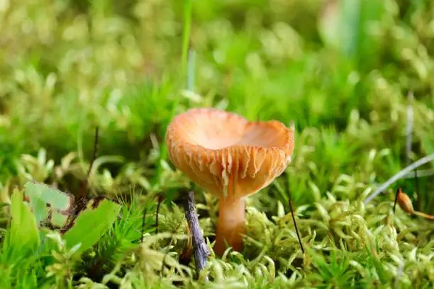 Wild mushroom fungi closeup, in the Northern New York State Adirondack lakes ecozone region, selective focus
