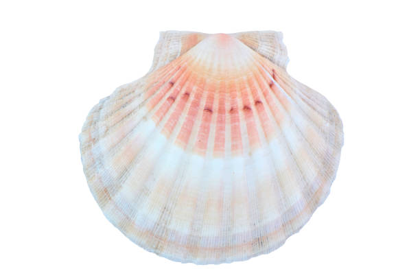 multi colored scallop seashell white background - shell sea souvenir island imagens e fotografias de stock