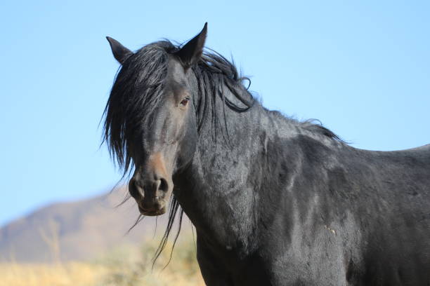 istock American Wild Mustang Black Stallion Closeup 949690258