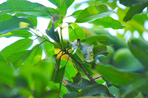 istock Line and shadow on bright green leaves 949707354
