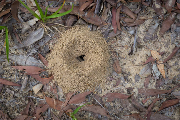 Red ants at entrance of underground ant nest