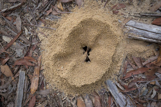 istock Top down view of a large ant hole showing round structure and hole 949711572