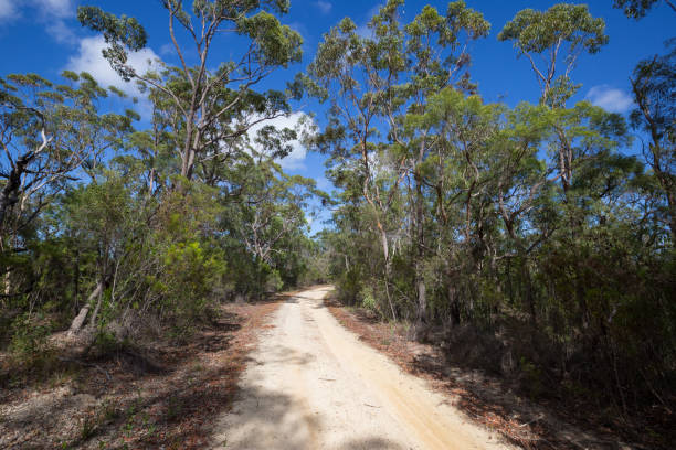 istock A wide bush walking fire trail travels through a native australian forest 949711630