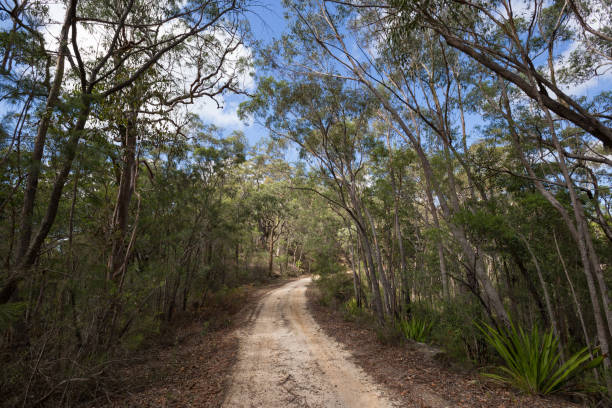 istock A wide bush walking fire trail travels through a native australian forest 949711642