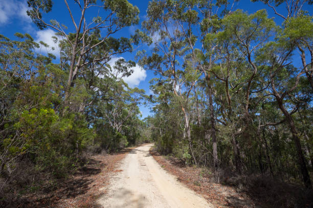 istock A wide bush walking fire trail travels through a native australian forest 949711664