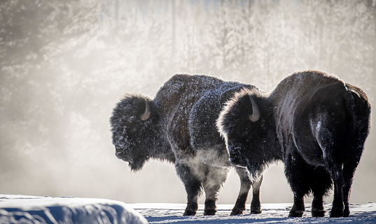 Two bull bison in profile backlit with ice and frost in their fur, breathing clouds of steam in a cold yellowstone winter