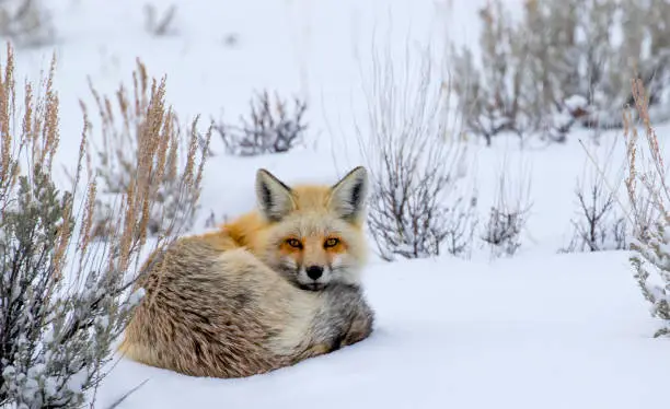 a red fox is curled in a ball sitting in the snow and staring towards the camera.