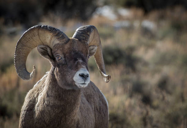 istock bighorn ram portrait with sun in horns 949714620