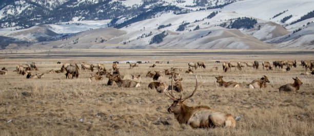 bull elk et troupeau de wapiti dans le national elk refuge dans prairie jaune et contreforts - wyoming landscape american culture plain photos et images de collection