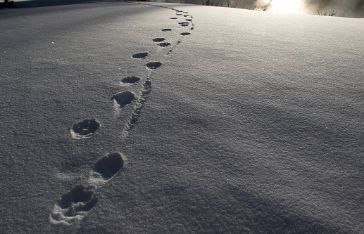 a trail of fresh wolf tracks in powdery snow leads into the distance.