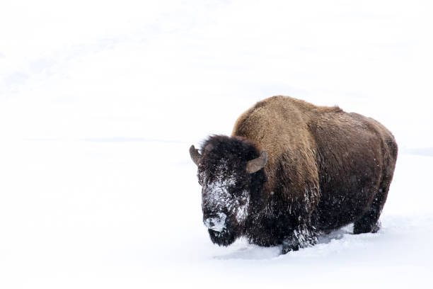 istock bison bull with snowy face stands in white background 949714702