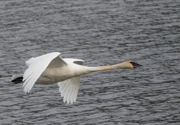 a white trumpeter swan flying in profile close to camera while honking with neck extended