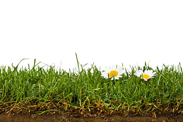 istock lawn with daisies and soil cross-section isolated on white 94971840