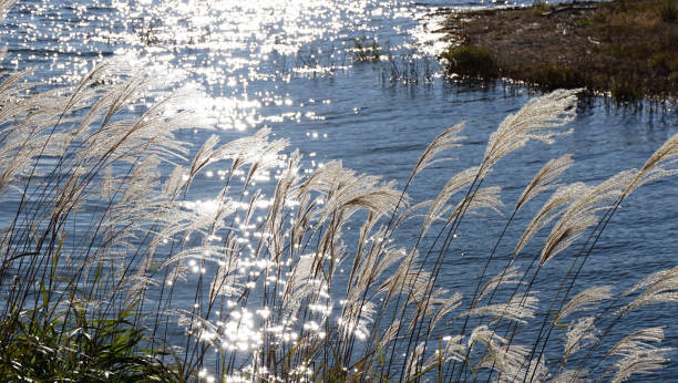 This image depicts a field of Japanese pampas grass at sunset.