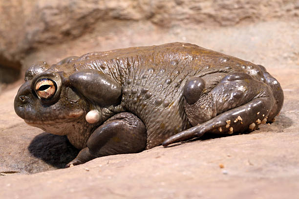 Colorado Toad  colorado river toad stock pictures, royalty-free photos & images
