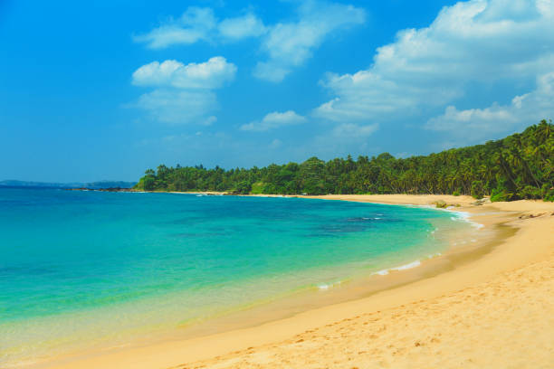istock blue ocean with yellow sand and palm trees 949732414