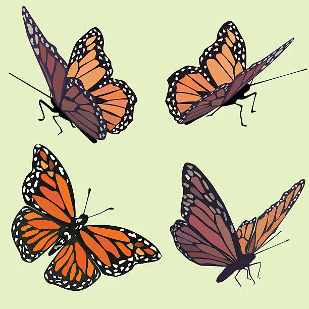 Vector illustration of Monarch Butterflies in four different poses on pastel green background