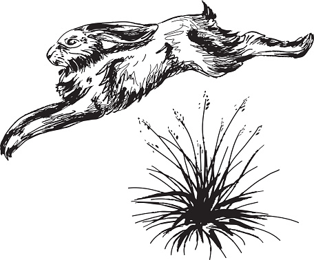 Jack Rabbit or Wild hare leaping over a clump of grass. File includes AI, EPS, High & Low Res jpegs.