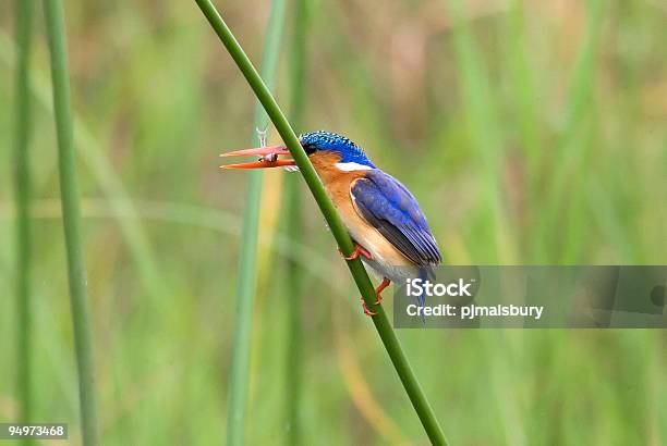 Foto de Picapeixedepoupa e mais fotos de stock de Animais de Safári - Animais de Safári, Animal selvagem, Azul