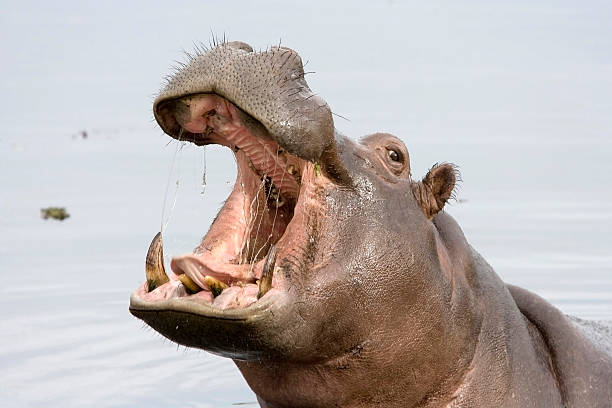 A hippopotamus with its mouth open while in the water stock photo