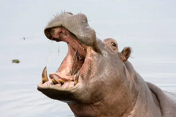 Photo of A hippopotamus with its mouth open while in the water