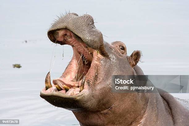 Foto de Leaping Hipopótamo e mais fotos de stock de Hipopótamo - Hipopótamo, Bocejar, Animal