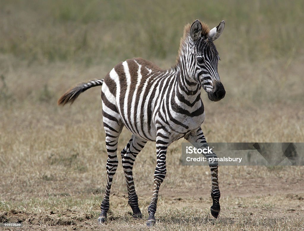 Giovane Zebra - Foto stock royalty-free di Zebra