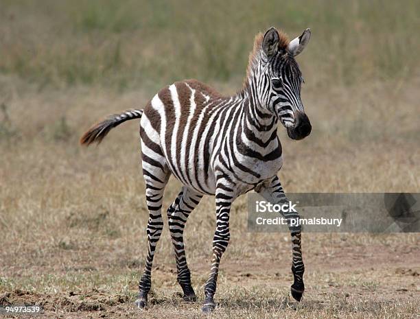 Giovane Zebra - Fotografie stock e altre immagini di Zebra - Zebra, Puledro, Cucciolo di animale