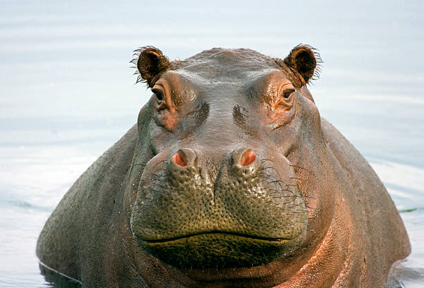 Fat Hippo stock photo