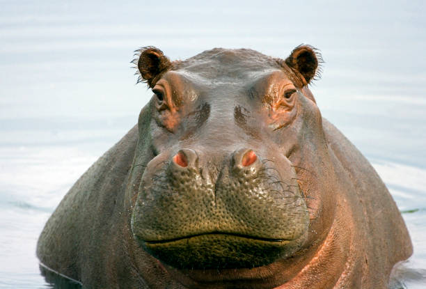 толстая hippo - safari safari animals color image photography стоковые фото и изображения