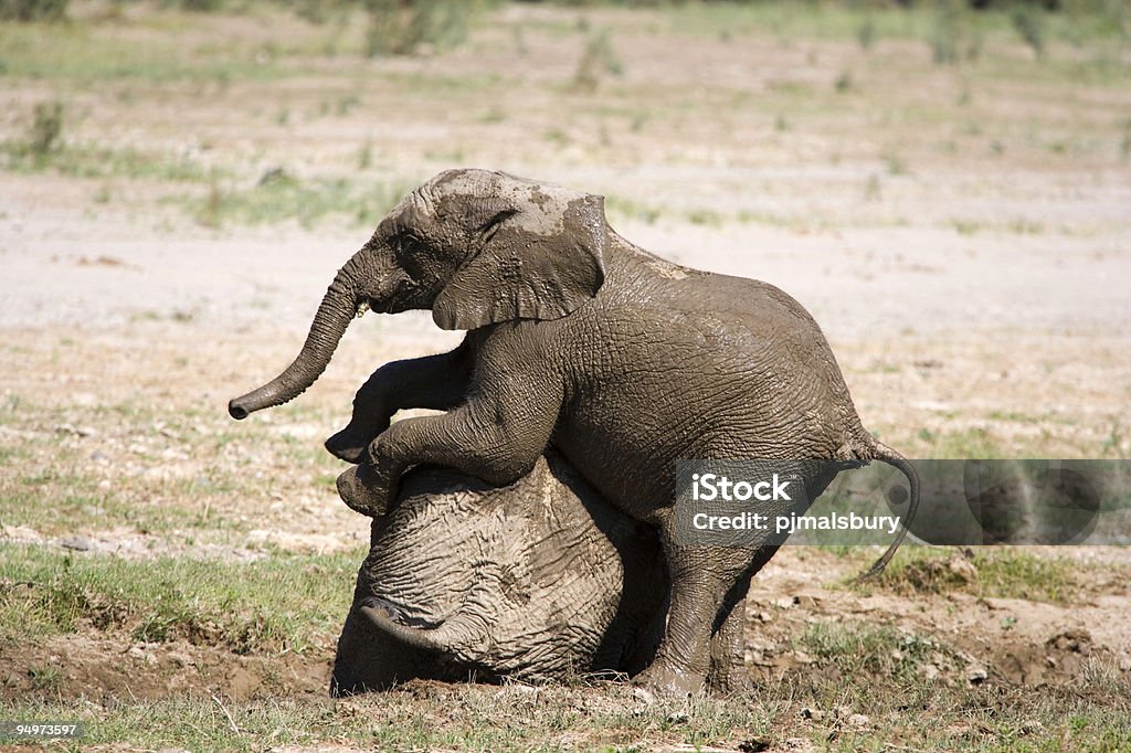 遊ぶ若い象 - 動物の骸骨のロイヤリティフリーストックフォト