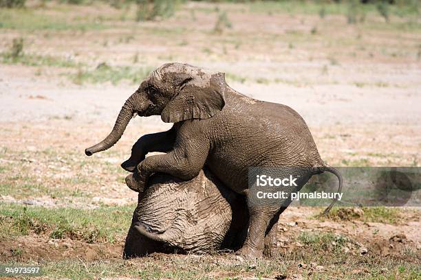 遊ぶ若い象 - 動物の骸骨のストックフォトや画像を多数ご用意 - 動物の骸骨, 砂漠, アフリカ
