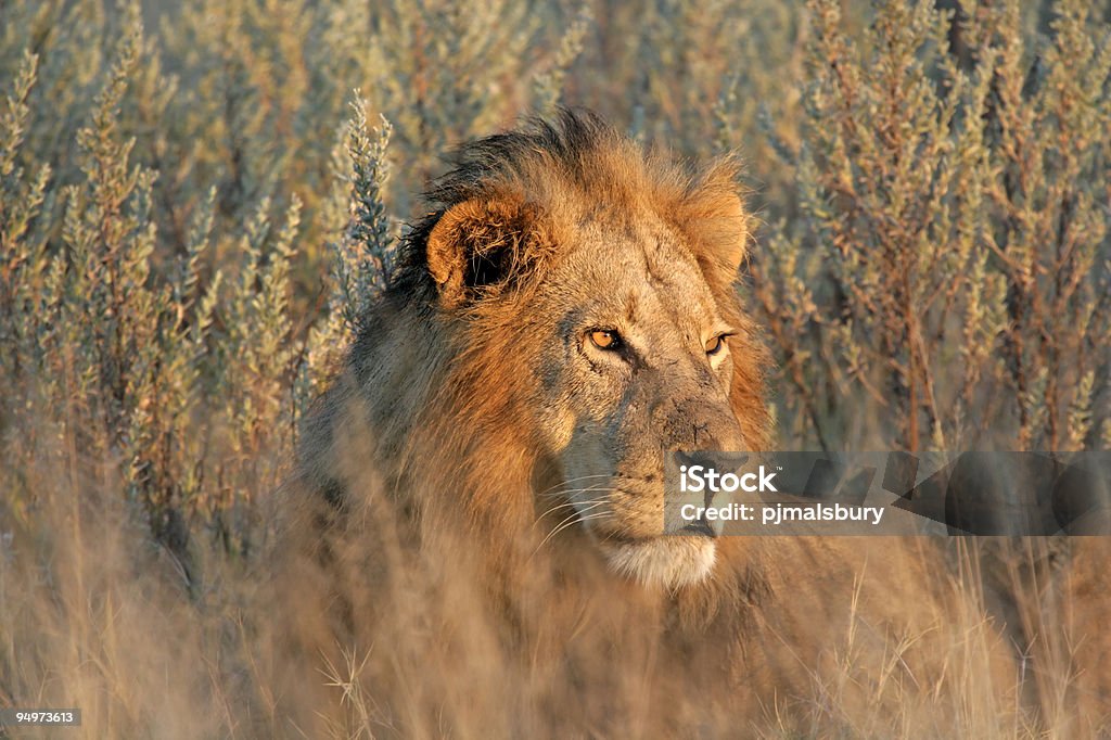 Maschio Leone al tramonto - Foto stock royalty-free di Leone - Grande felino