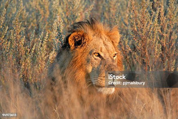 Maschio Leone Al Tramonto - Fotografie stock e altre immagini di Leone - Grande felino - Leone - Grande felino, Africa, Sud