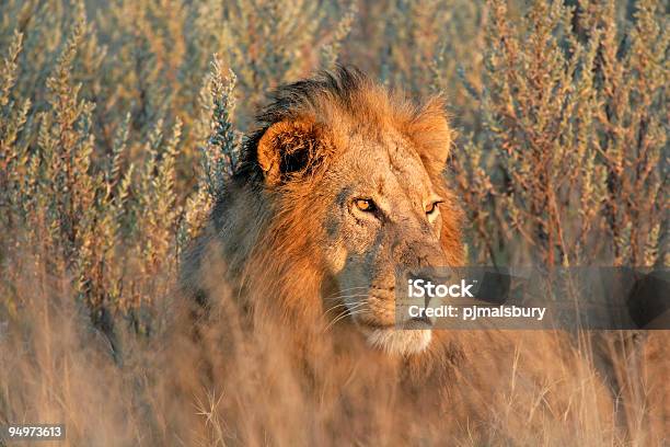 Mężczyzna Lew O Zachodzie Słońca - zdjęcia stockowe i więcej obrazów Lew - Wielki kot - Lew - Wielki kot, Afryka, Południe - Kierunek