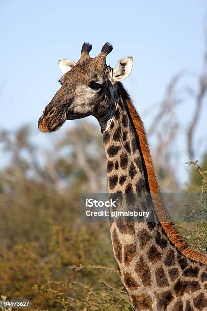 Foto de Majestoso Girafa e mais fotos de stock de Animais de Safári - Animais de Safári, Animal, Botsuana