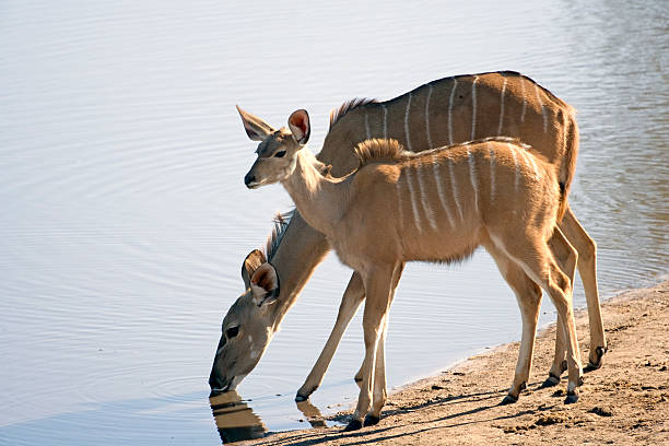 Mother and Young Kudu Drinking  kudu stock pictures, royalty-free photos & images