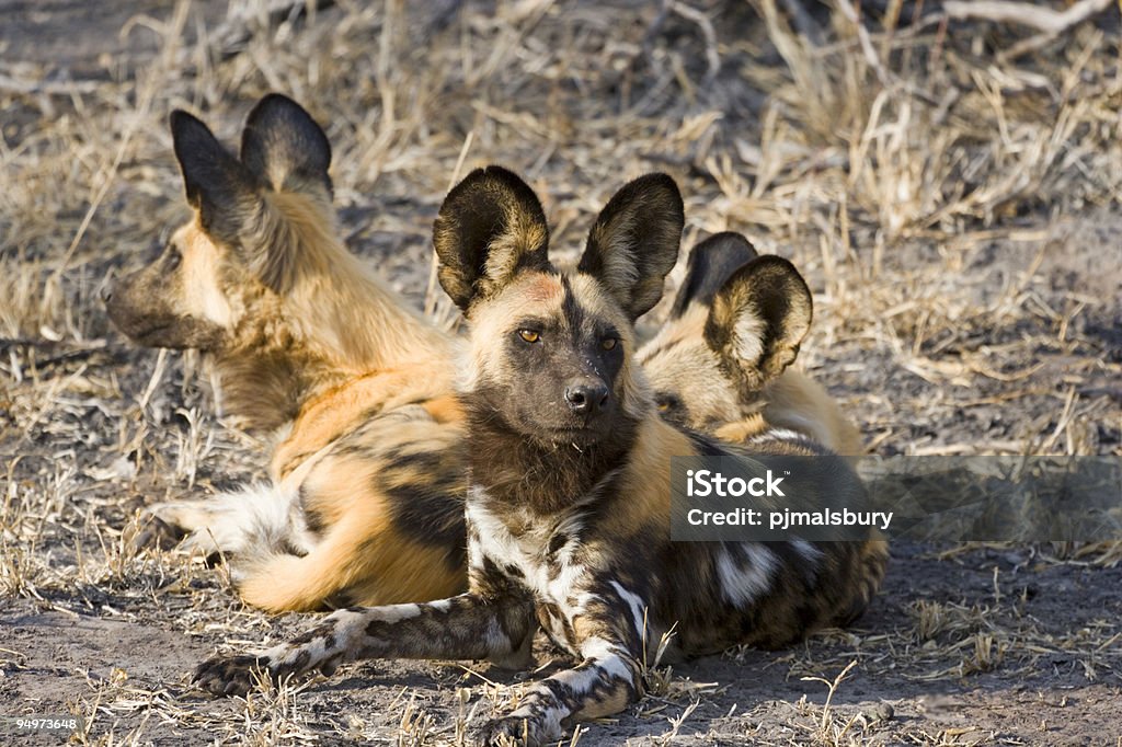 Cão Selvagem grupo - Foto de stock de Cão Selvagem Africano royalty-free