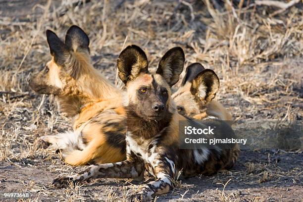 Foto de Cão Selvagem Grupo e mais fotos de stock de Cão Selvagem Africano - Cão Selvagem Africano, Animais caçando, Animais de Safári