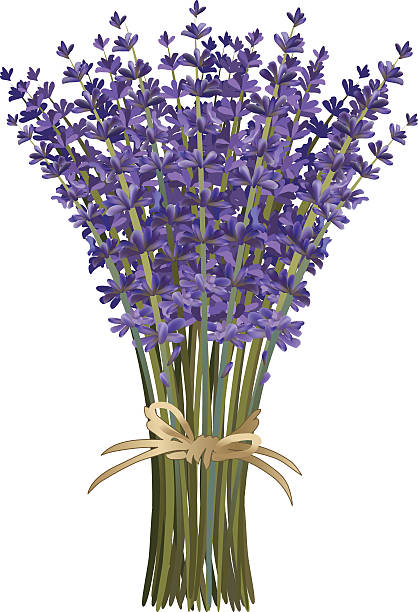 걸리죠 어간 클린싱 꽃다발 결부되어 노끈 나비매듭 - lavender lavender coloured bouquet flower stock illustrations