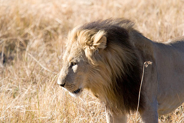 istock Close-up Male Lion 94973744