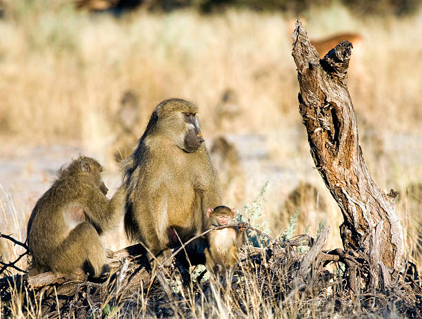 istock Parenting in Africa 94973756