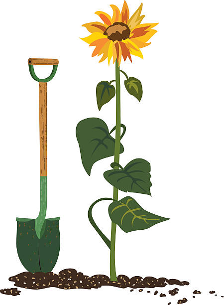 ilustraciones, imágenes clip art, dibujos animados e iconos de stock de girasol y pala - sunflower tall single flower flower