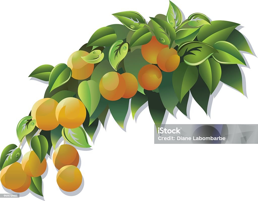 Gałąź z Orange Tree z owoce rosnące na to - Grafika wektorowa royalty-free (Drzewo pomarańczy)