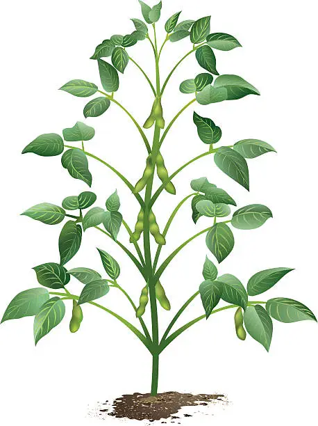 Vector illustration of Growing Soybean Plant in dirt with pods and leaves