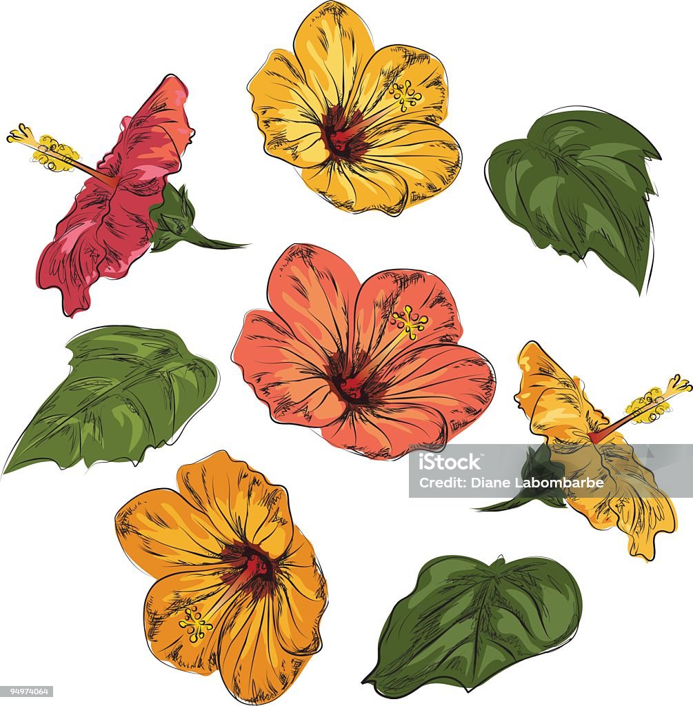 Hand Drawn Hibiscus Flowers Hand drawn style tropical Hibiscus flowers. Color Image stock vector